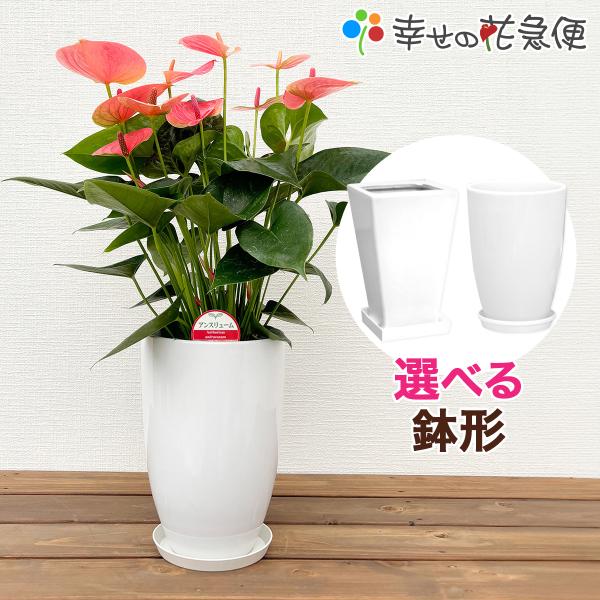観葉植物 アンスリューム選べる6号鉢・花色ピンク系 人気 インテリア