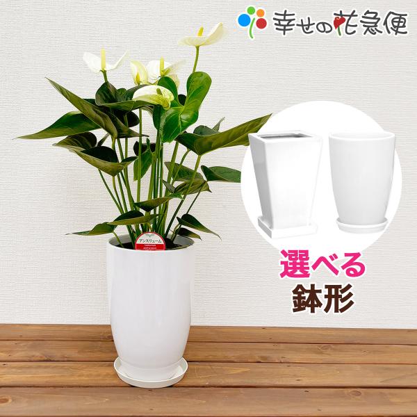 観葉植物 アンスリューム選べる6号鉢・花色ホワイト系  人気 新築祝い
