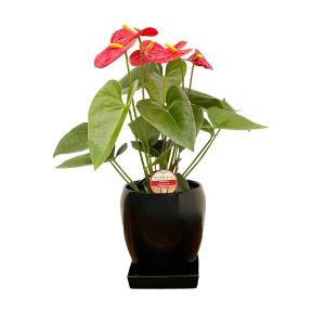 観葉植物 アンスリウム5号陶器鉢・選べる花色 ...の詳細画像1