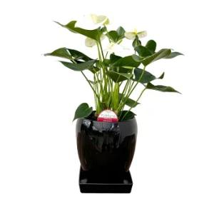 観葉植物 アンスリウム5号陶器鉢・選べる花色 ...の詳細画像3
