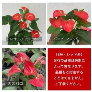 観葉植物 アンスリウム5号陶器鉢・選べる花色 ...の詳細画像4