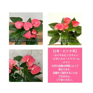 観葉植物 アンスリウム5号陶器鉢・選べる花色 ...の詳細画像5