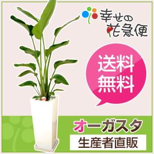 観葉植物 ストレリチア・オーガスタ7号穴高陶器鉢 高さ約1m augu07