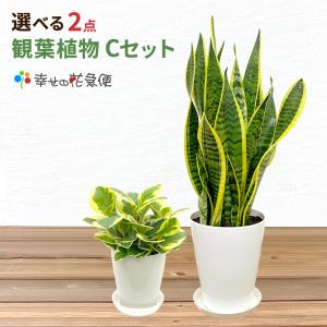 選べる観葉植物2点Cセット　人気　新築祝い