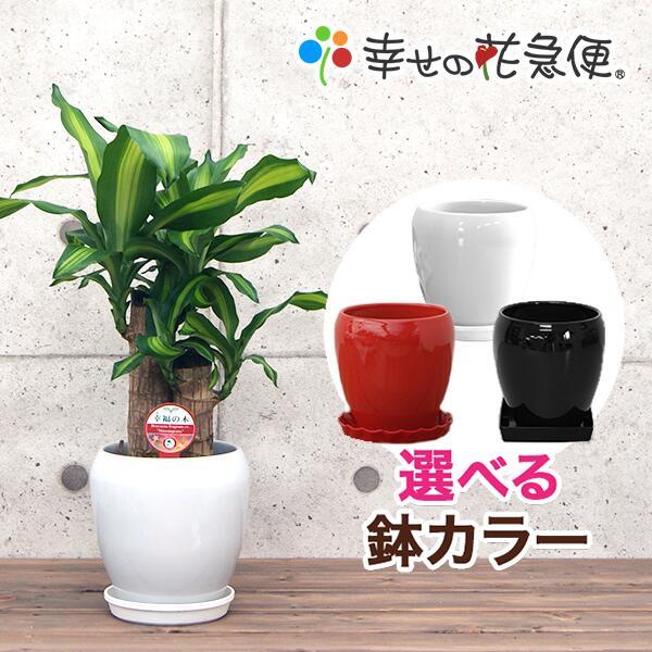 観葉植物 幸福の木(2本植) 5号丸陶器鉢(白赤黒) 高さ約55cm