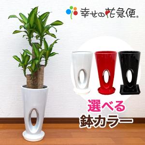 現品】ボンバックス 8号 黒鉢（1） : 花のアリマツ Yahoo!店 - 通販