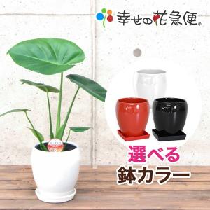 観葉植物 モンステラ5号陶器鉢 人気 ランキング