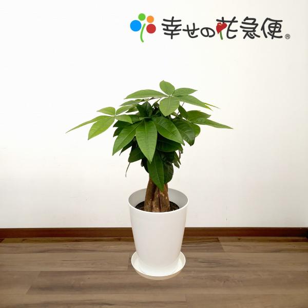 観葉植物 パキラ5号プラスチック鉢 開店祝い 新築祝い