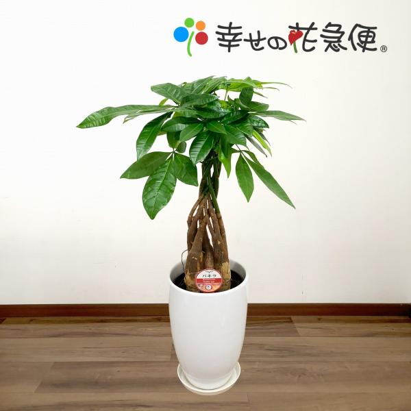 観葉植物 パキラ6号丸陶器鉢 開店祝い 新築祝い