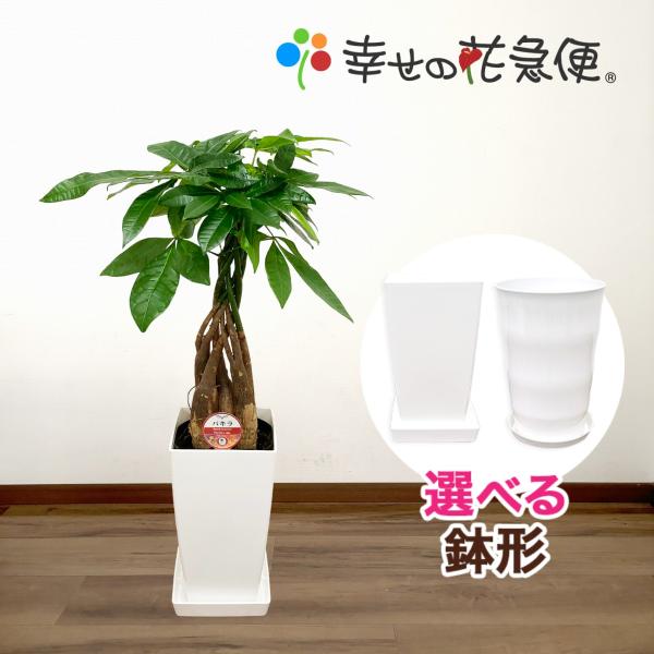 観葉植物 パキラ6号プラスチック鉢 開店祝い 新築祝い
