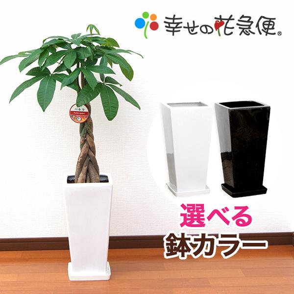 観葉植物 パキラ7号高陶器　角鉢（白黒） 開店祝い 新築祝い