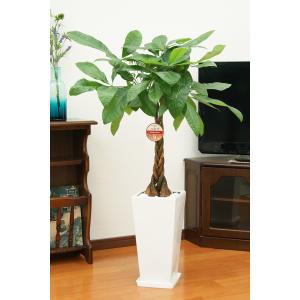 観葉植物 パキラ7号高陶器 角鉢(白黒) 開店...の詳細画像1
