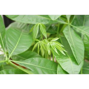 観葉植物 パキラ7号高陶器 角鉢(白黒) 開店...の詳細画像5