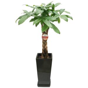 観葉植物 パキラ7号高陶器 角鉢(白黒) 開店...の詳細画像2