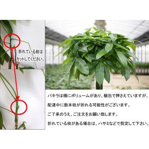 観葉植物 パキラ7号高陶器 角鉢(白黒) 開店...の詳細画像4