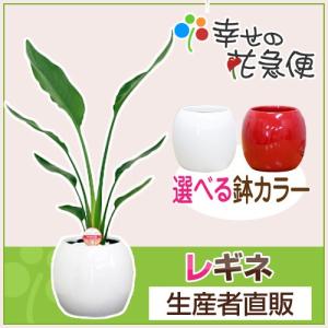 観葉植物 ストレリチア・レギネ 6号ボール陶器鉢 極楽鳥花 人気