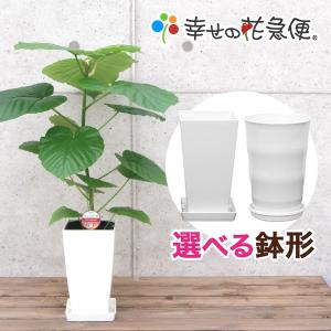 観葉植物 フィカス・ウンベラータ6号プラスチック鉢 インテリア