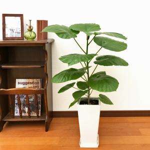 観葉植物 フィカス・ウンベラータ6号鉢 インテリアの詳細画像1