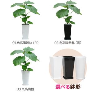 観葉植物 フィカス・ウンベラータ6号鉢 インテリアの詳細画像2