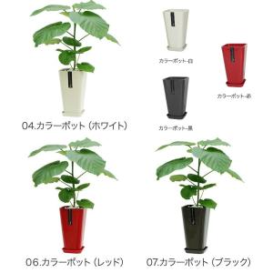 観葉植物 フィカス・ウンベラータ6号鉢 インテリアの詳細画像3