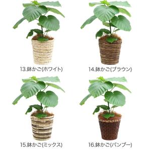 観葉植物 フィカス・ウンベラータ6号鉢 インテリアの詳細画像4