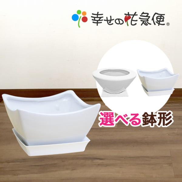 7号角浅陶器鉢(角・丸) A097角　ABC240丸【用土別売】送料無料 観葉植物 植木鉢 植え替え