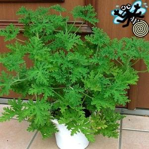 ゼラニウム ゼラニューム 花 苗 宿根草 センテッドローズ 9〜10.5cmポット１株 栄養系