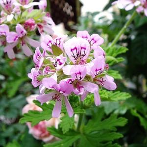 ゼラニウム ゼラニューム 花 苗 宿根草 セン...の詳細画像1