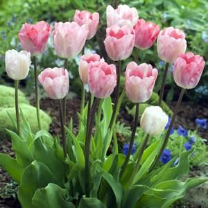 出品限り❤【７球】オーニソガラム『ヌタンス』植えっぱなしOK 出品限り❤【7球】オーニソガラム『ヌタンス』植えっぱなしOK 出品