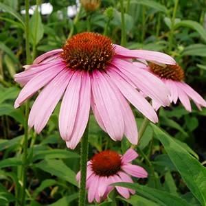 宿根草 エキナセア プレーリースプレンダー ローズ 1株 イングの森 花 苗 育て方 通販 Yahoo ショッピング