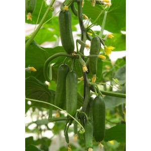 ミニきゅうり 野菜 種 たね カクテルキュウリ 10粒 漬け物器にもすっぽり入るサイズ 家庭菜園 プランター 鉢植え 日本郵便またはネコポス便