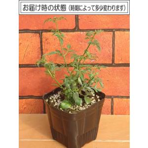 ジャスミン 花 苗 ホワイトプリンセス 常緑低...の詳細画像1