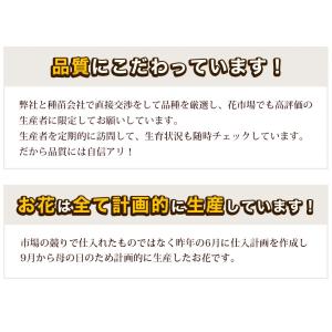 超早割! 母の日 12種類から選べるカーネーシ...の詳細画像2