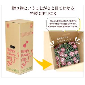 超早割! 母の日 12種類から選べるカーネーシ...の詳細画像4