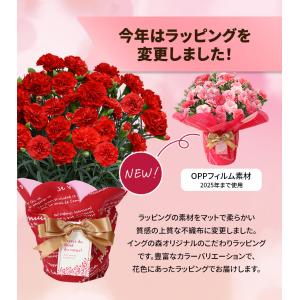超早割! 母の日 12種類から選べるカーネーシ...の詳細画像5