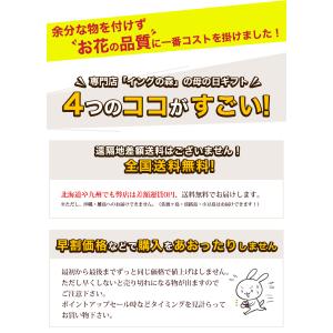 遅れてごめんね 母の日 2026 カーネーショ...の詳細画像2