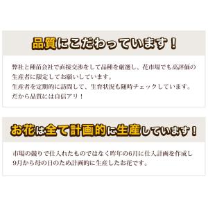 遅れてごめんね 母の日 2026 カーネーショ...の詳細画像3