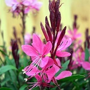 宿根草 ガウラ リリポップ ピンク 3株セット C 39 090p イングの森 花 苗 球根 育て方 通販 Yahoo ショッピング