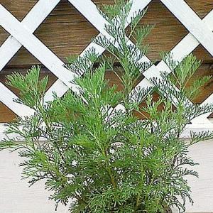 専用　よもぎ苗　500株 ayomogisum01.jpg