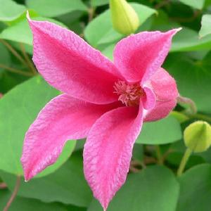 クレマチス プリンセスダイアナの商品一覧 通販 Yahoo ショッピング