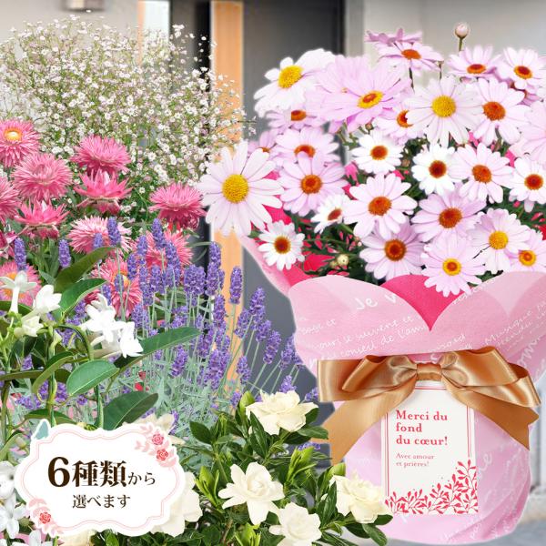 母の日 2026 カスミソウ マーガレット ラベンダー ジャスミン など人気のお花たち こだわりラッ...
