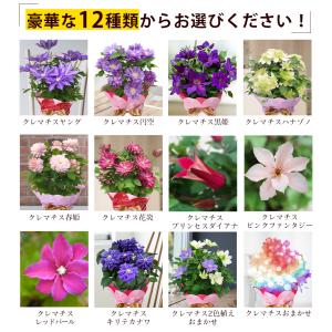 母の日 2026 ギフト 鉢植え 花 プレゼン...の詳細画像1
