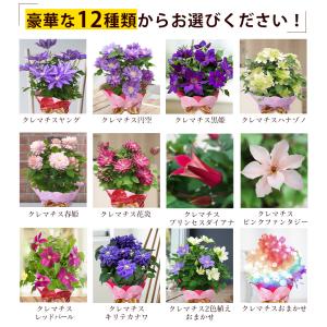 遅れてごめんね 母の日 2026 ギフト 鉢植...の詳細画像1