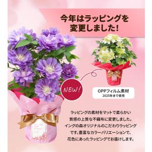 母の日 2026 ギフト 鉢植え 花 プレゼン...の詳細画像5