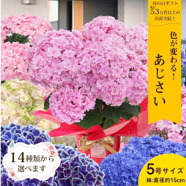 母の日 2026 あじさい プレゼント ギフト 12種類から選べる アジサイ5号サイズ 4F〜5F以...