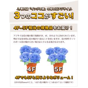母の日 2026 あじさい プレゼント ギフト...の詳細画像2