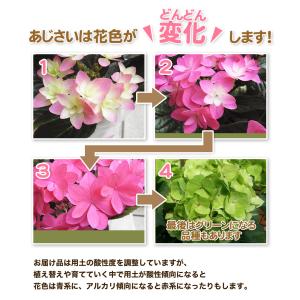 母の日 2026 あじさい プレゼント ギフト...の詳細画像5