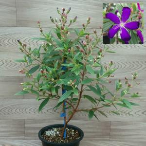 イングの森 花 苗 球根 育て方 ノボタン その２ サ ノ Yahoo ショッピング