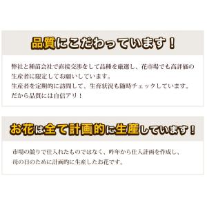 遅れてごめんね 母の日 2026 ギフト プレ...の詳細画像2