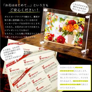 遅れてごめんね 母の日 2026 ギフト プレ...の詳細画像5